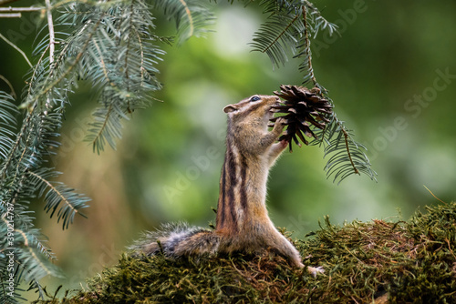 Siberian chipmunk (Eutamias sibiricus) in the forest in Noord Brabant in the Netherlands