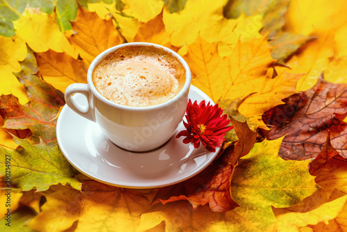 White cup with coffee on a saucer with chrysanthemum on a background of autumn leaves. 