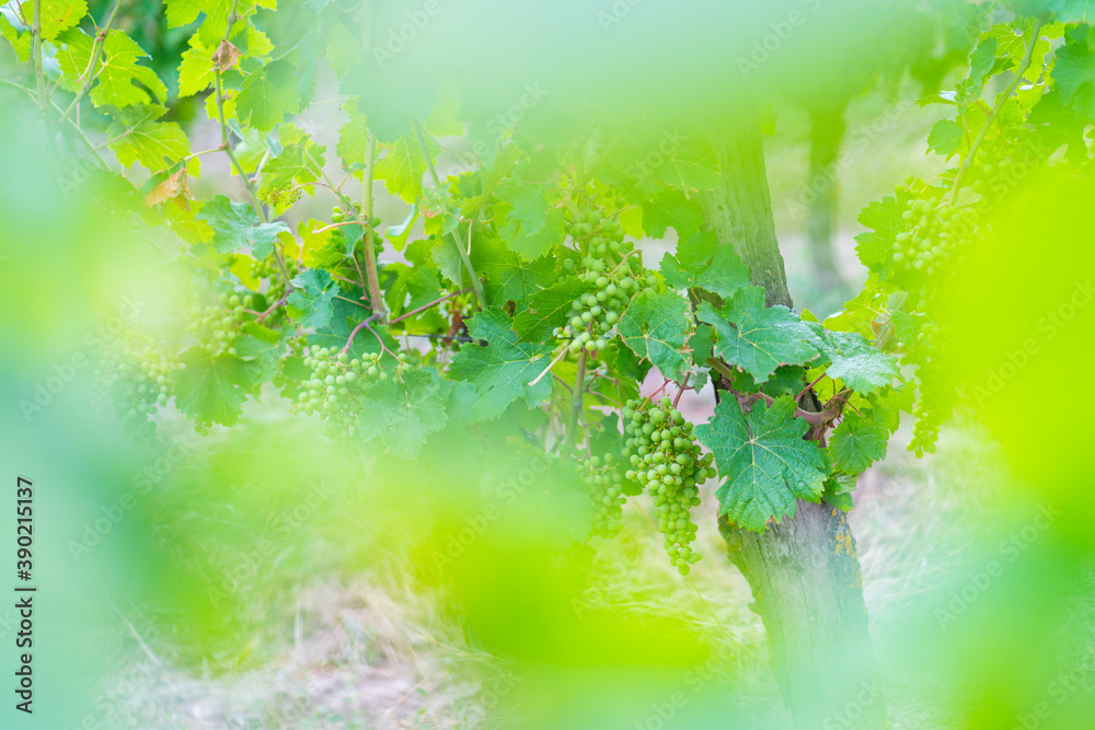Domaine de Noiré winegrower, Ecological wine, Chinon, Indre-et-Loire Department, The Loire Valley, France, Europe