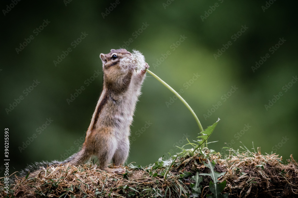 Fototapeta premium Siberian chipmunk (Eutamias sibiricus) in the forest in Noord Brabant in the Netherlands