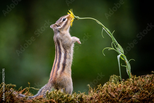 Siberian chipmunk (Eutamias sibiricus) in the forest in Noord Brabant in the Netherlands photo