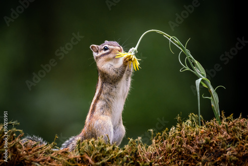 Siberian chipmunk (Eutamias sibiricus) in the forest in Noord Brabant in the Netherlands