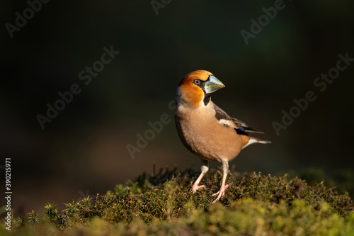Hawfinch (Coccothraustes coccothraustes) in the forest of Noord Brabant in the Netherlands. Dark background. Copy space 