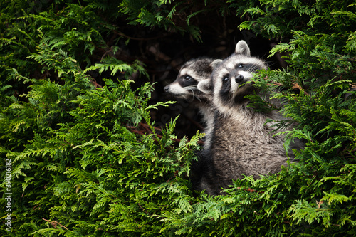 A family raccoons peeking from their home inside of a hedge photo