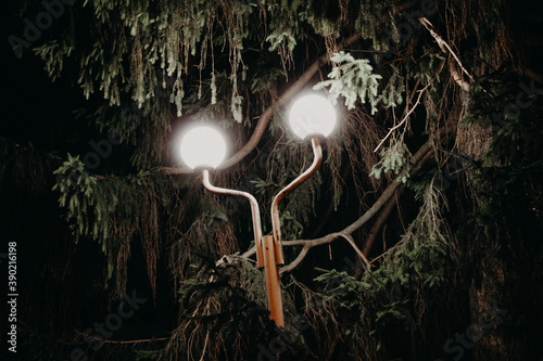 magic lamp in the forest