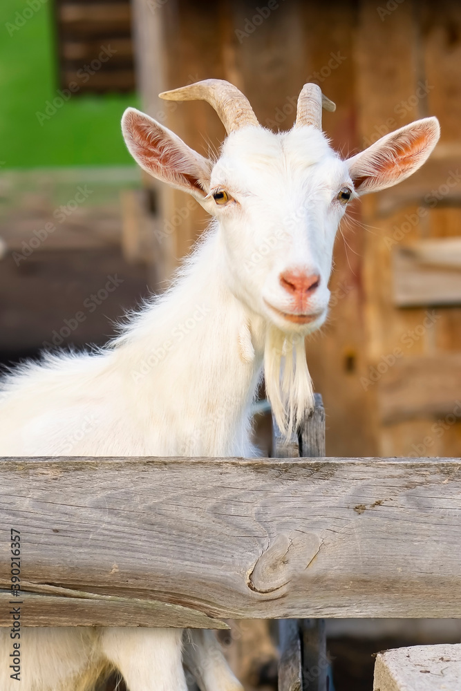 Fototapeta premium goat on the farm .