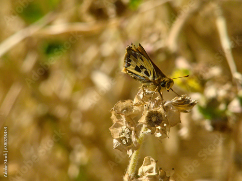 mariposa diurna Hylephila signata sobre maleza seca photo