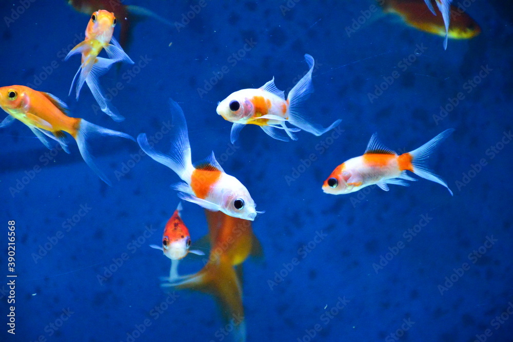 Gold fish isolated on background.