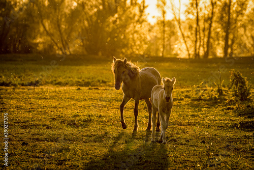 Fototapeta Naklejka Na Ścianę i Meble -  Horse galloping with yellow rising sun on horizon. Beautiful colorful sunset background