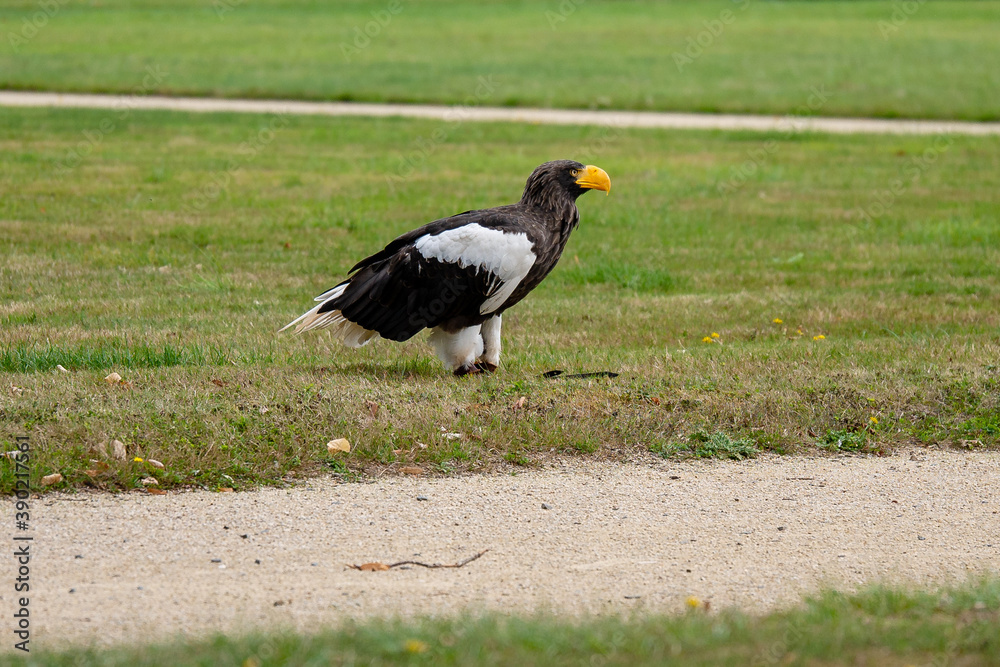 Fototapeta premium eagle