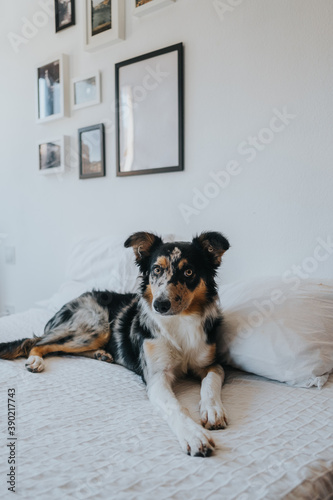Portrait of a border collie dog