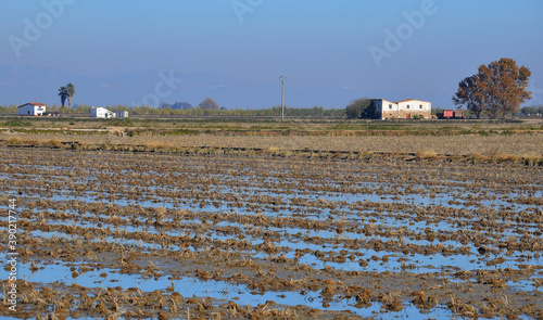 Campos de arroz en el delta del Ebro en la comarca catalana del Montsia, , España