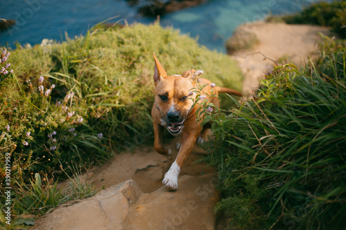 dog having fun.