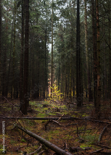 Young deciduous tree in a vacant place in the coniferous forest