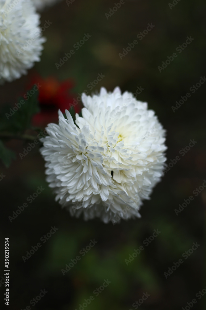 Lush branch of white chrysanthemums in the autumn garden. Lush branch of white chrysanthemums in the autumn garden.