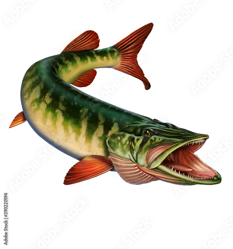 Canvas Print American red-tipped pike with open mouth to attack fish