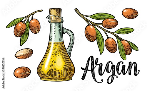 Set of argan branches, leaves, nuts, bottle with oil. Vector vintage engraving