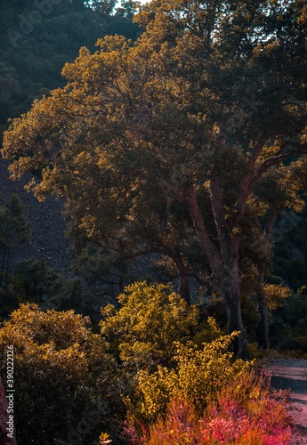 autumn in the park