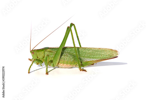 The great green bush-cricket isolated on white background. Tettigonia viridissima © emilio100