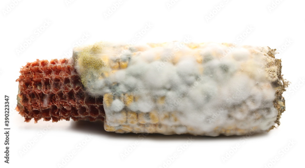 Moldy corn cob isolated on white background, Aflatoxin - Aspergillus flavus and Aspergillus parasiticus Moldy corn cob isolated on white background, Aflatoxin - Aspergillus flavus and Aspergillus parasiticus