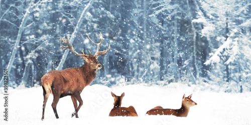 Noble deer (Cervus Elaphus)  in the winter snow forest. Winter wonderland. Cristmas image. © delbars