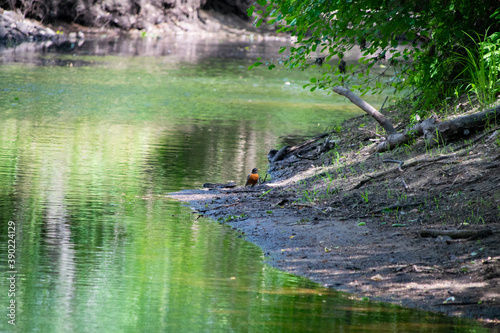 robin next to the river