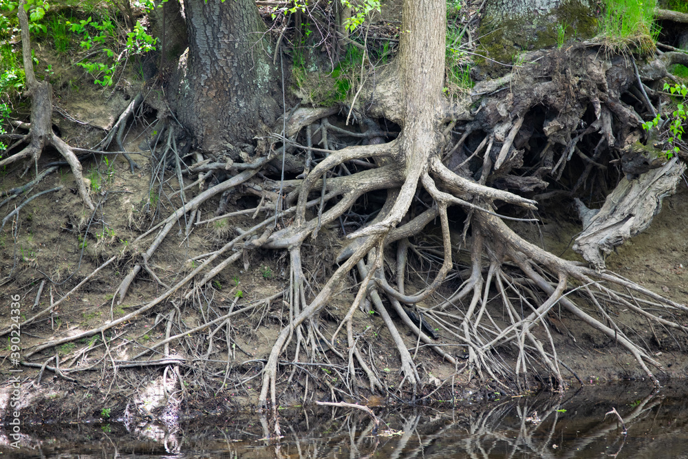 exposed tree roots exposed tree roots