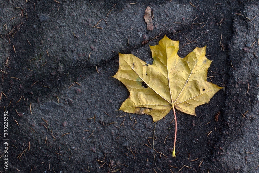 yellow fallen autumn maple leaf on gray asphalt close up yellow fallen autumn maple leaf on gray asphalt close up