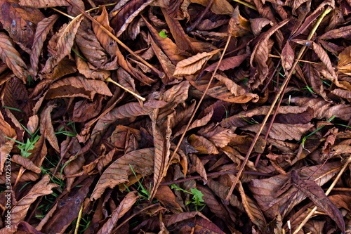red-brown wilted and fallen autumn leaves close up © Irik