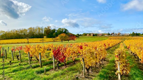 vineyard in region photo