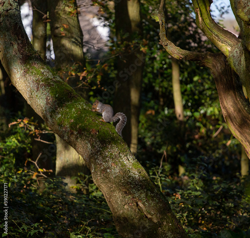Gray squirrel in the English countryside eating on a tree