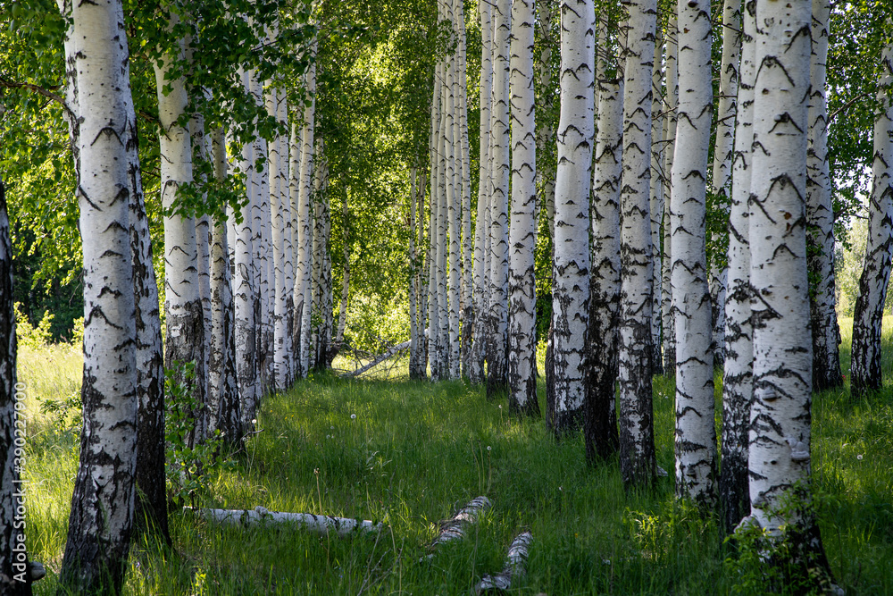 Fototapeta premium birches in the forest