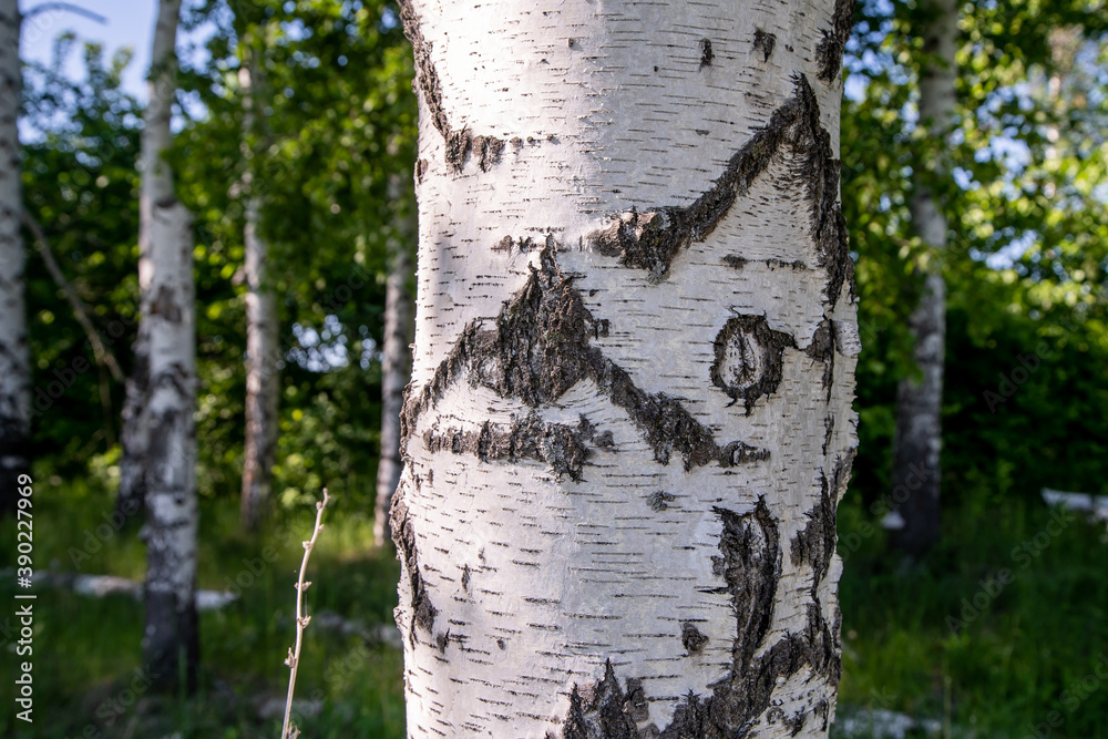 Obraz premium birches in the forest