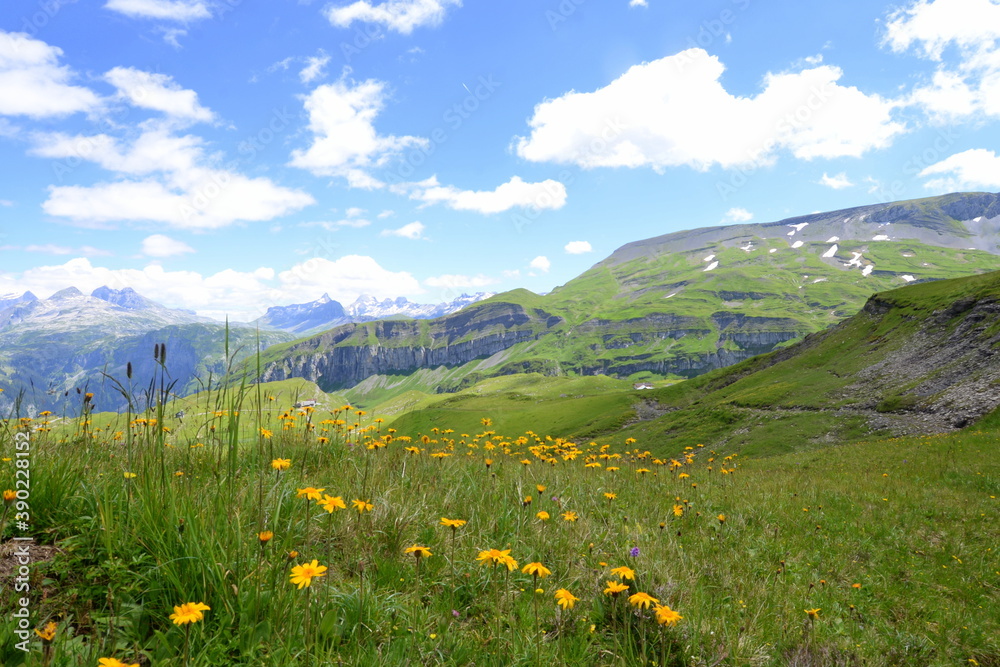 Blühende Almwiesen vor Bergen