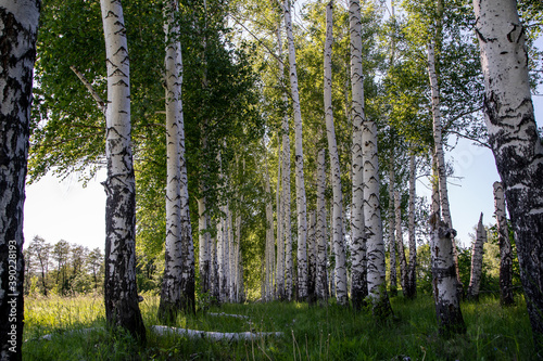 birches in the forest