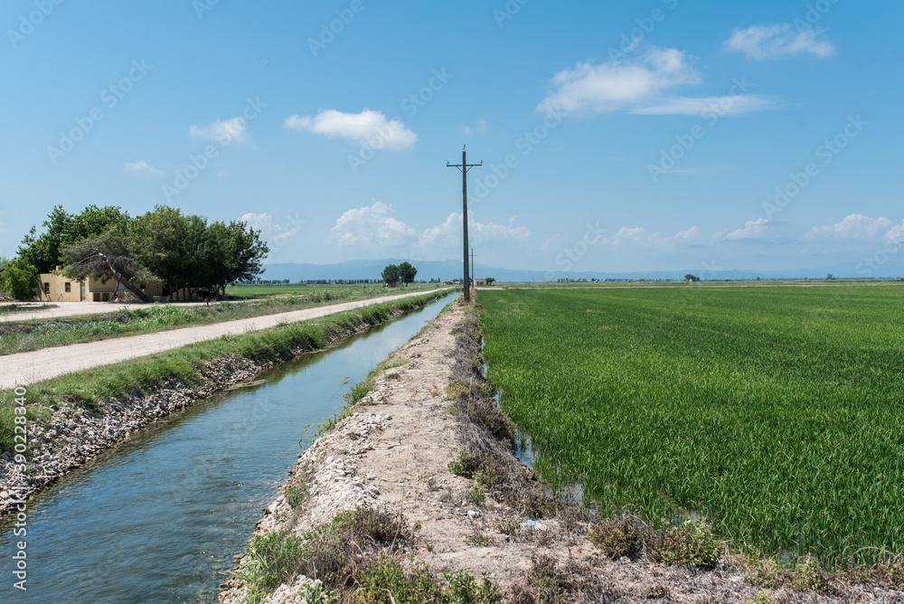 Water channel in Delta del Ebro next to the rice fields.