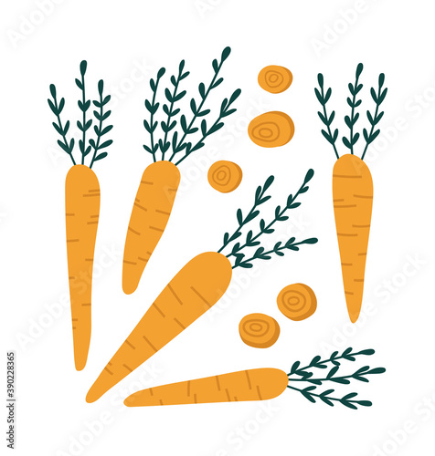 Vector illustration of yellow carrots. Set of carrots isolated on white background. Illustration of vegetables. Vegan concept. Suitable for illustrating healthy eating, recipes, local farm.