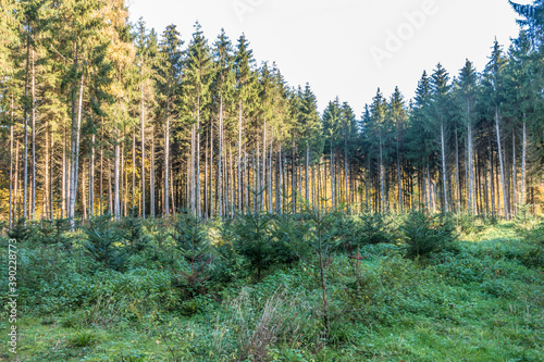 Fototapeta Naklejka Na Ścianę i Meble -  Wiederaufforstung durch anpflanzen von Jungbäumen im Mischwald