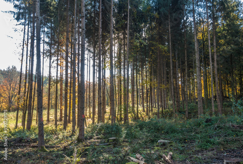 Rodung im Mischwald