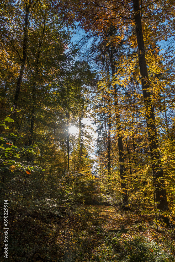 Fototapeta premium Waldweg im Herbst