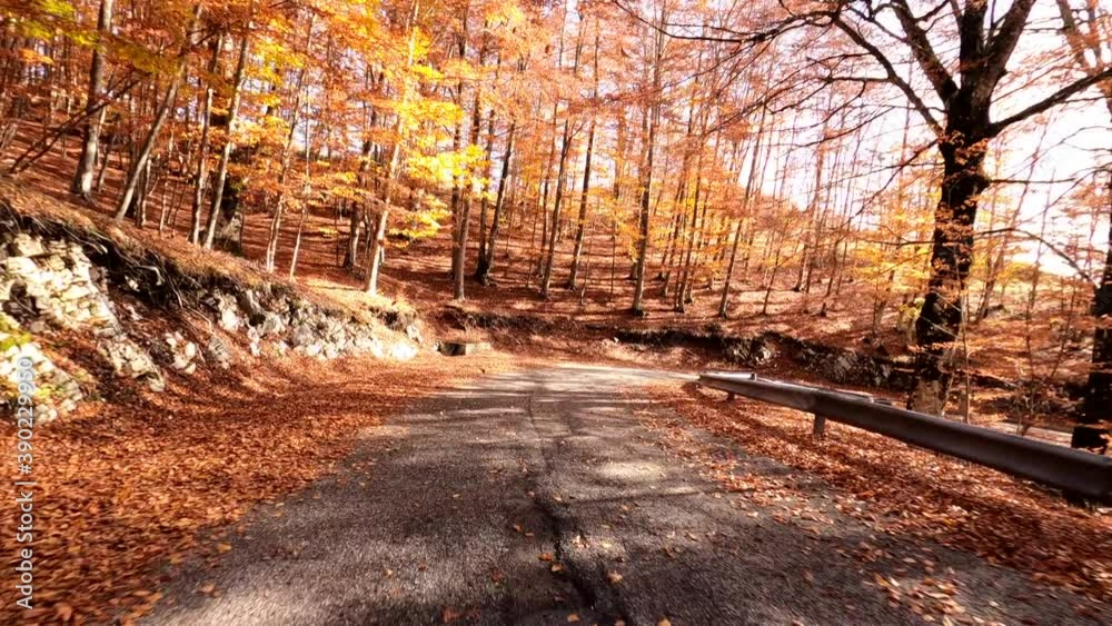 Bosco di alberi di faggio durante il foliage d'autunno, Italia - Forest of beech trees during autumn foliage, Italy