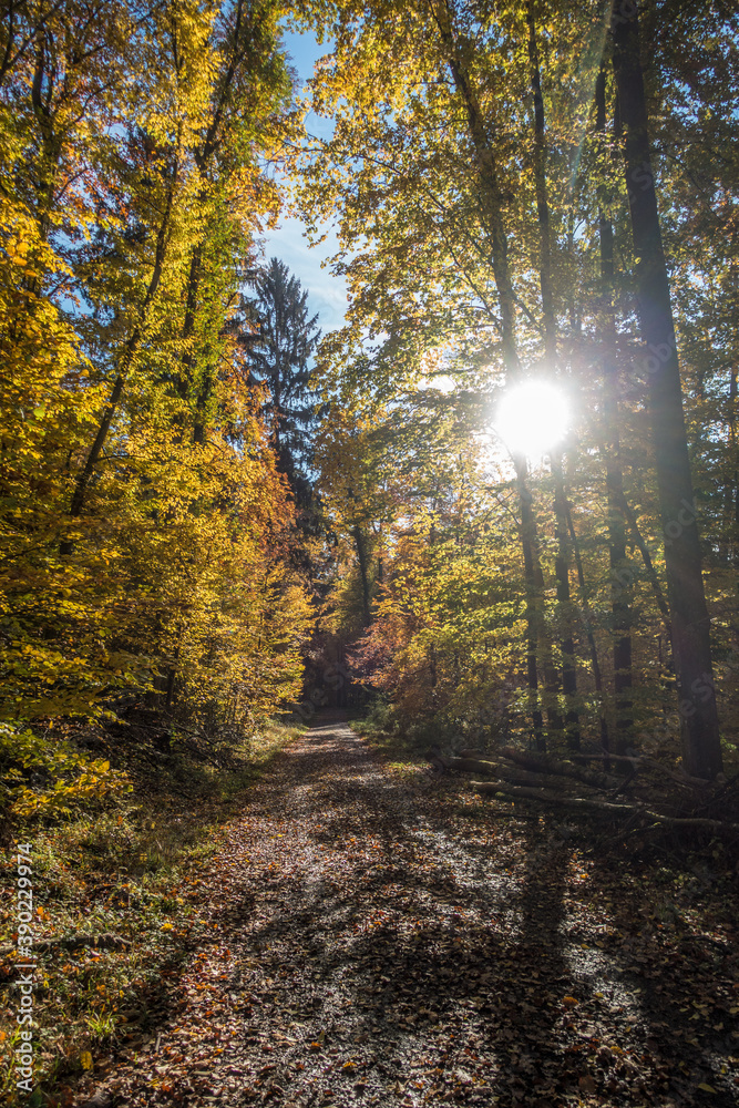 Obraz premium Waldweg im Herbst