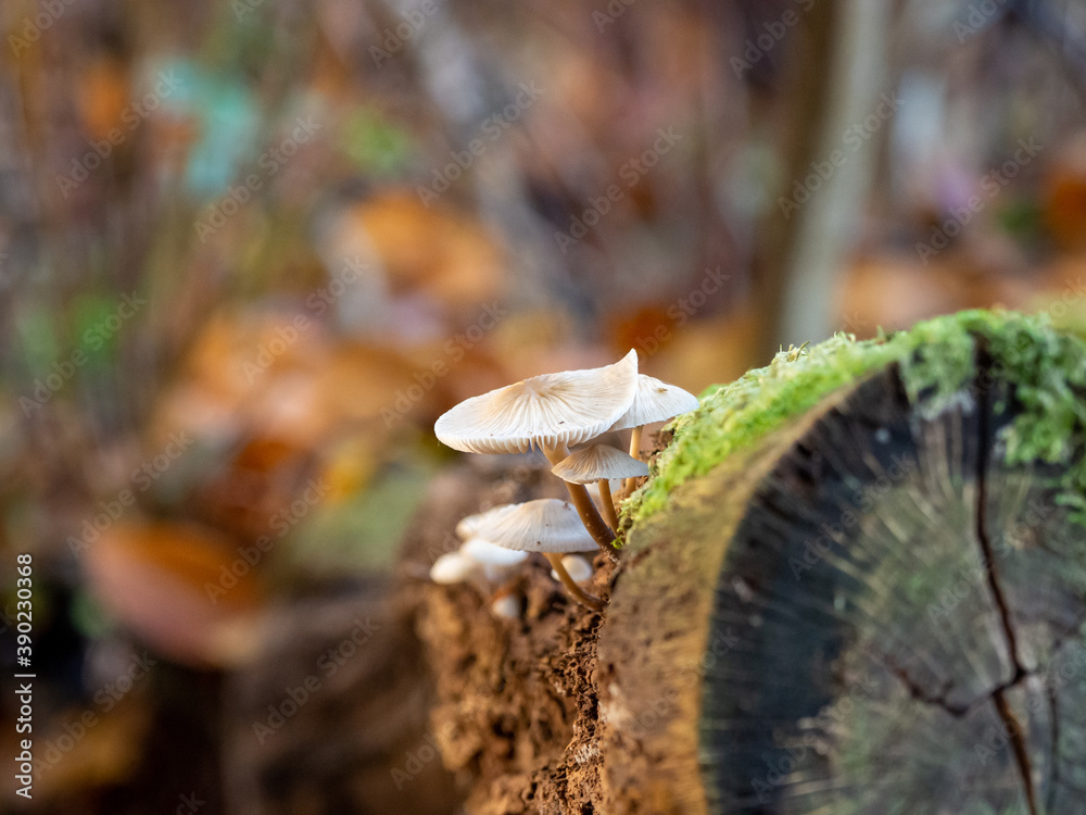 some small tree fungi grow on a dead tree trunk
