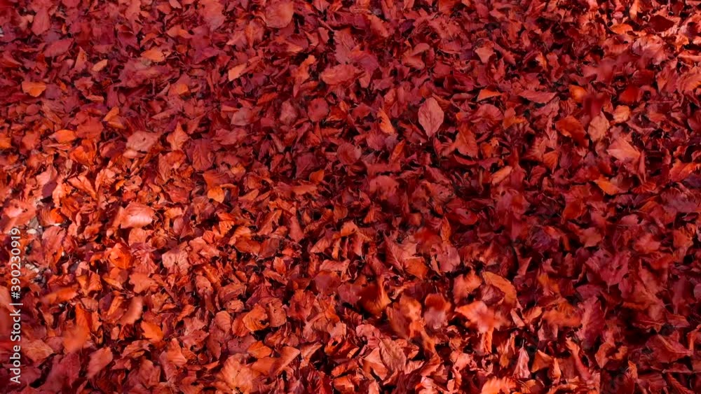 foglie rosse che volano al passaggio del drone - Bosco di alberi di faggio durante il foliage d'autunno, Italia - Forest of beech trees during autumn foliage, Italy