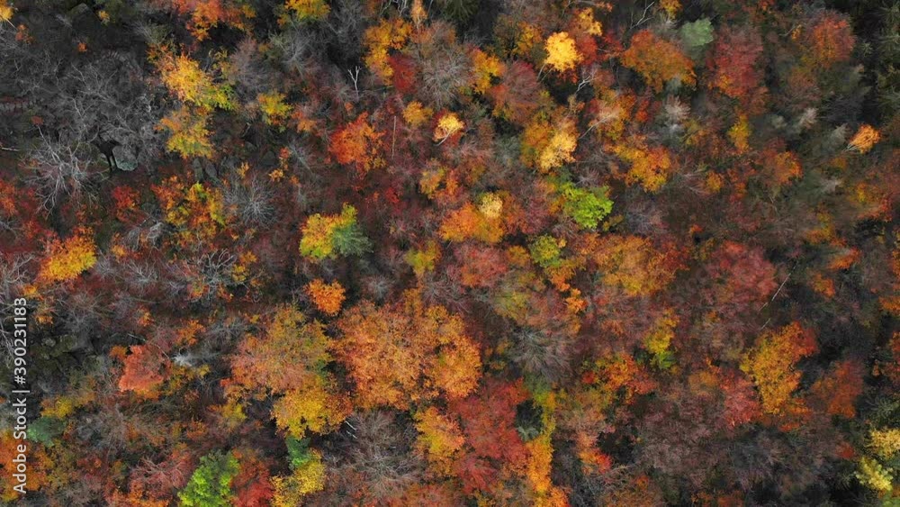 Flying over fabulous autumn forest with fog in the early morning, aerial view. Silence, calmness and relaxation concept.