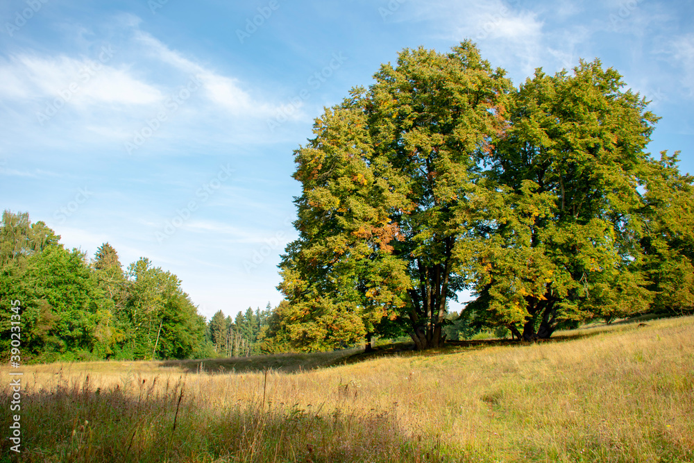 Large tree forest field nature scene in Markische Schweiz Buckow Buckow Brandenburg Germany