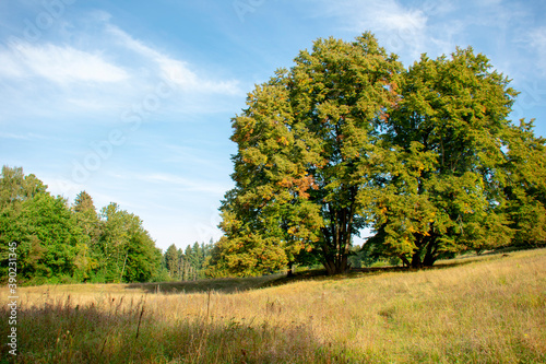 Large tree forest field nature scene in Markische Schweiz Buckow Buckow Brandenburg Germany