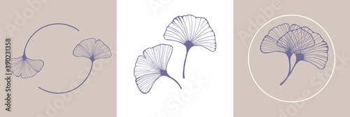 Ginkgo biloba leaves. Hand drawing elements for logo wedding cards, cosmetics, tattoo, spa, jewelry, yoga design. Vector illustration in a minimal linear style.