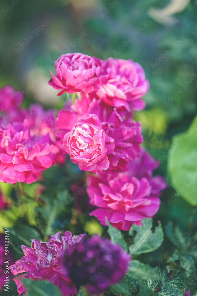 Beautiful many pink roses with water drops in autumn garden with amazing evening sunny light. Shallow depth of the field.