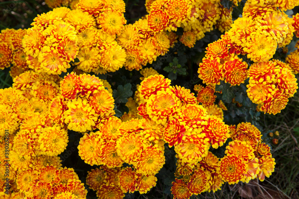 小菊 小菊